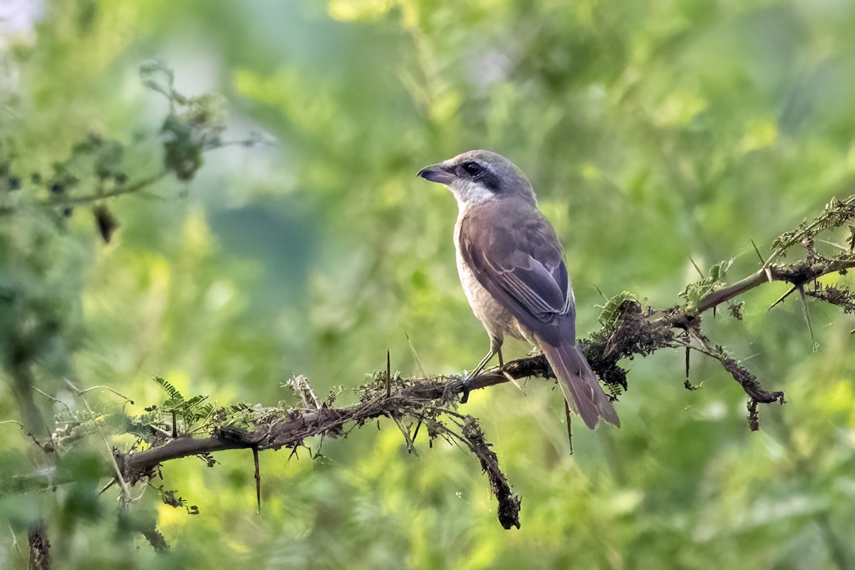 Brown Shrike - ML631901658