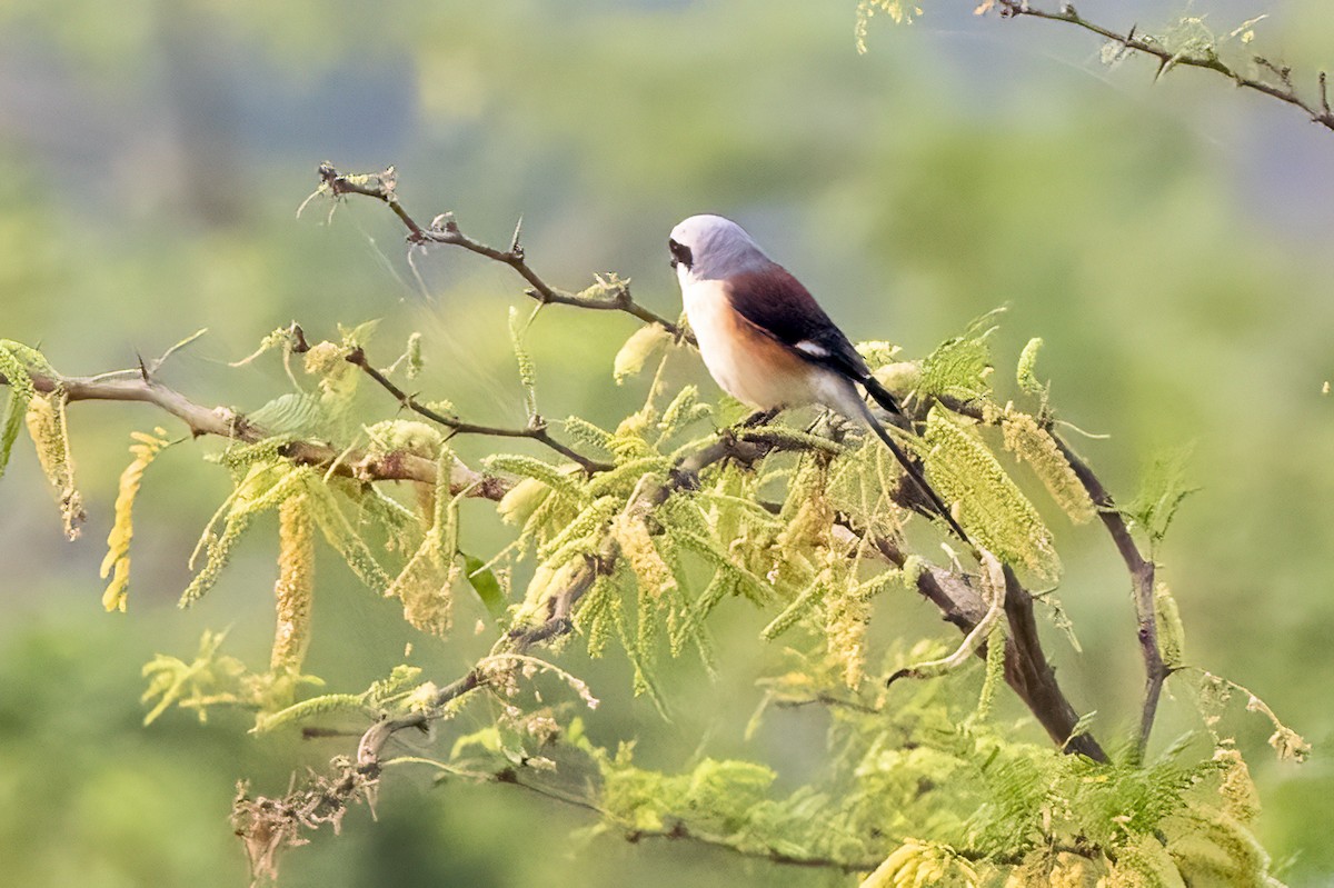 Bay-backed Shrike - ML631901661