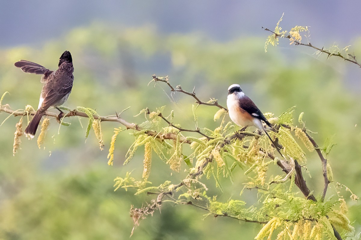 Bay-backed Shrike - ML631901662