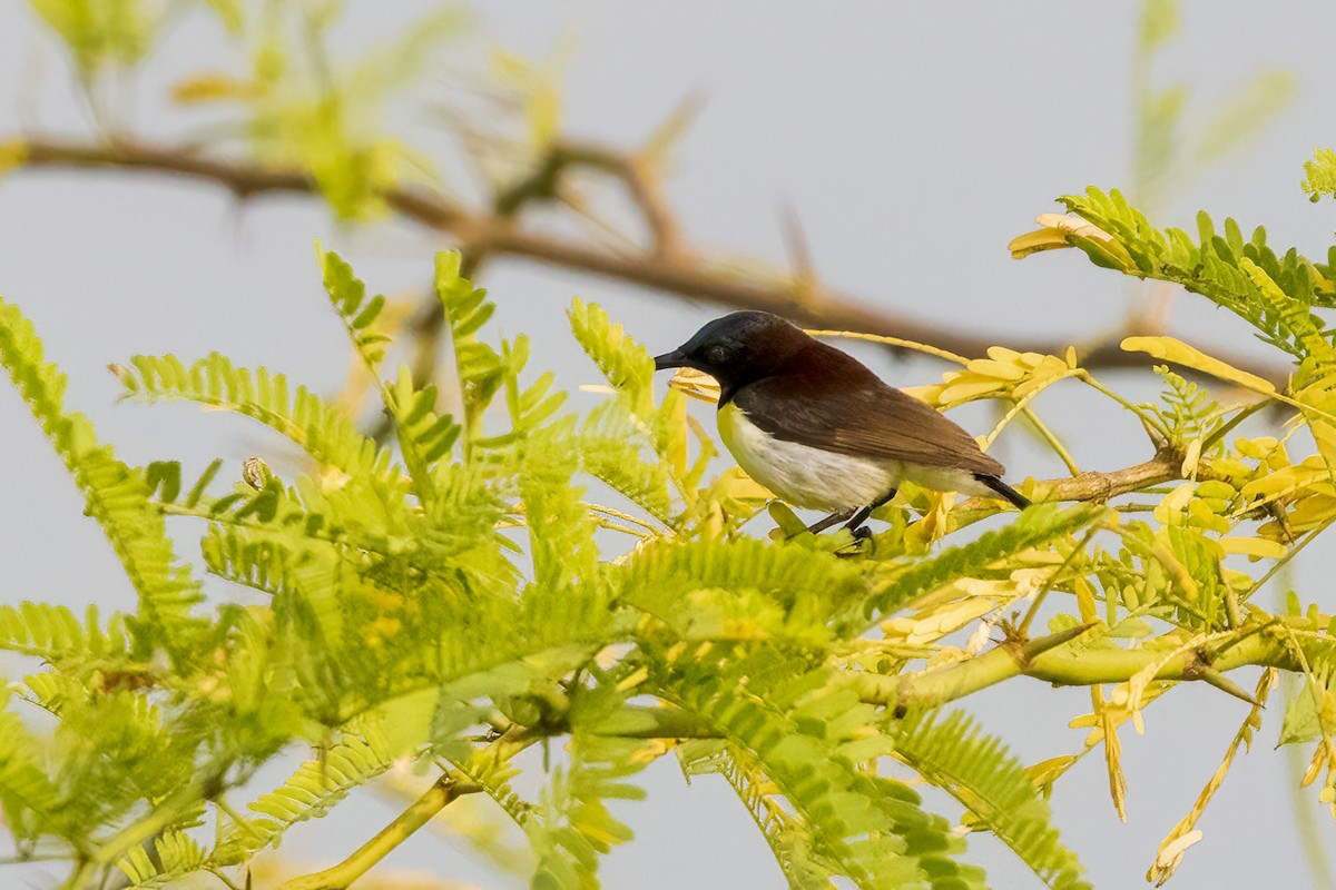 Purple-rumped Sunbird - ML631901666