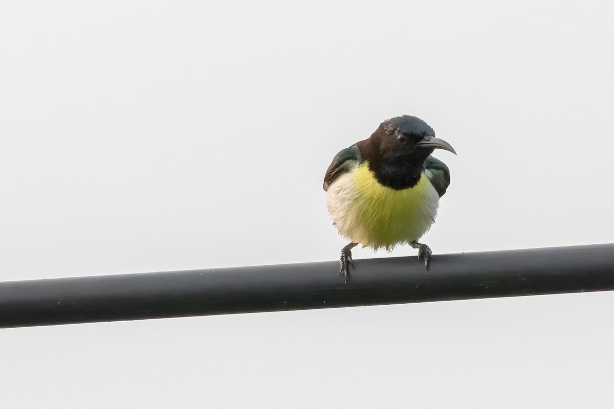 Purple-rumped Sunbird - ML631901667