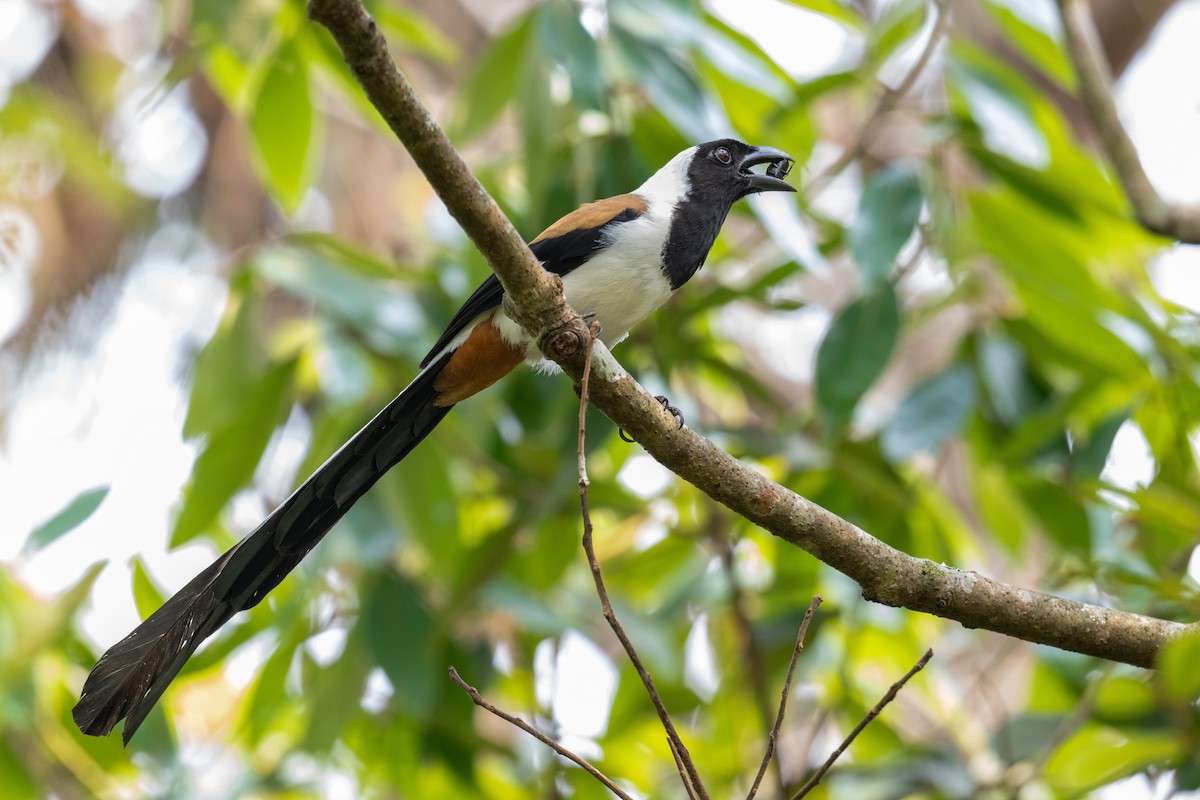 White-bellied Treepie - ML631901673