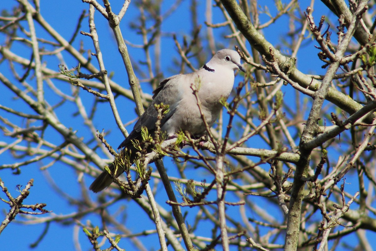 Eurasian Collared-Dove - ML631901752