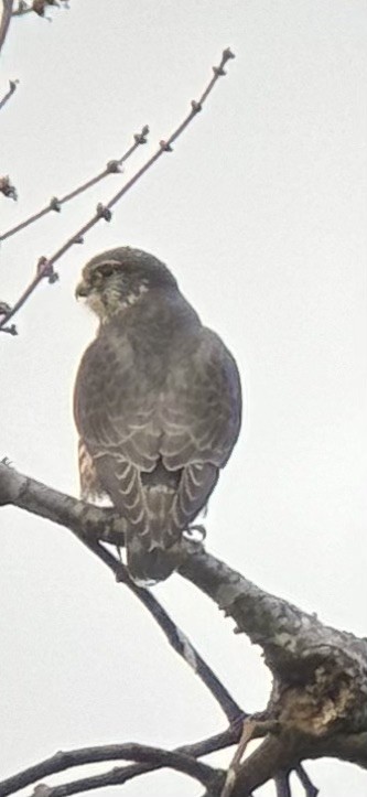 Merlin - ML631901878