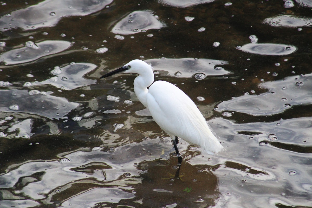 Little Egret - ML631901910