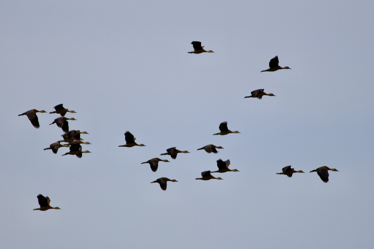 Wandering Whistling-Duck - ML631901966