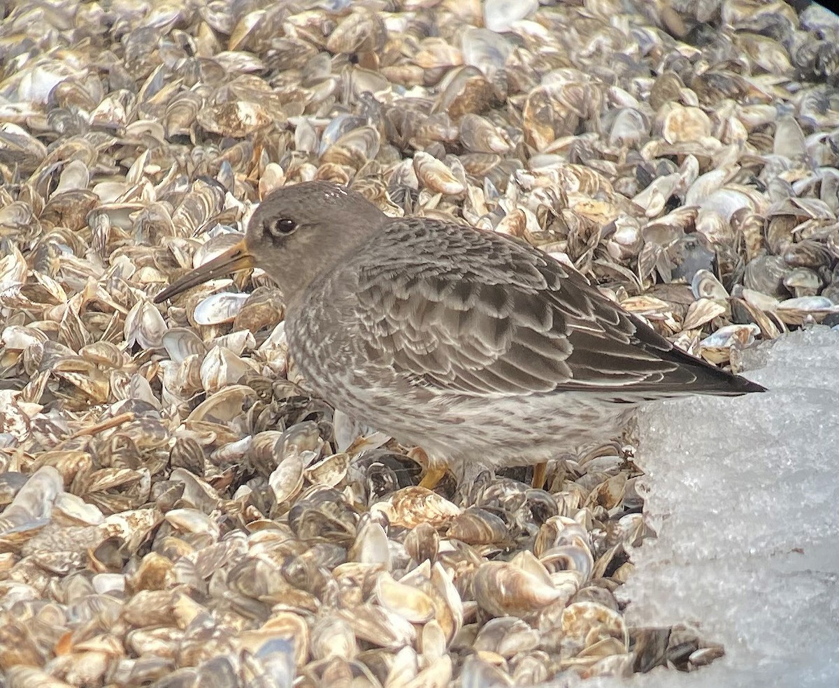 ML631901970 - Purple Sandpiper - Macaulay Library