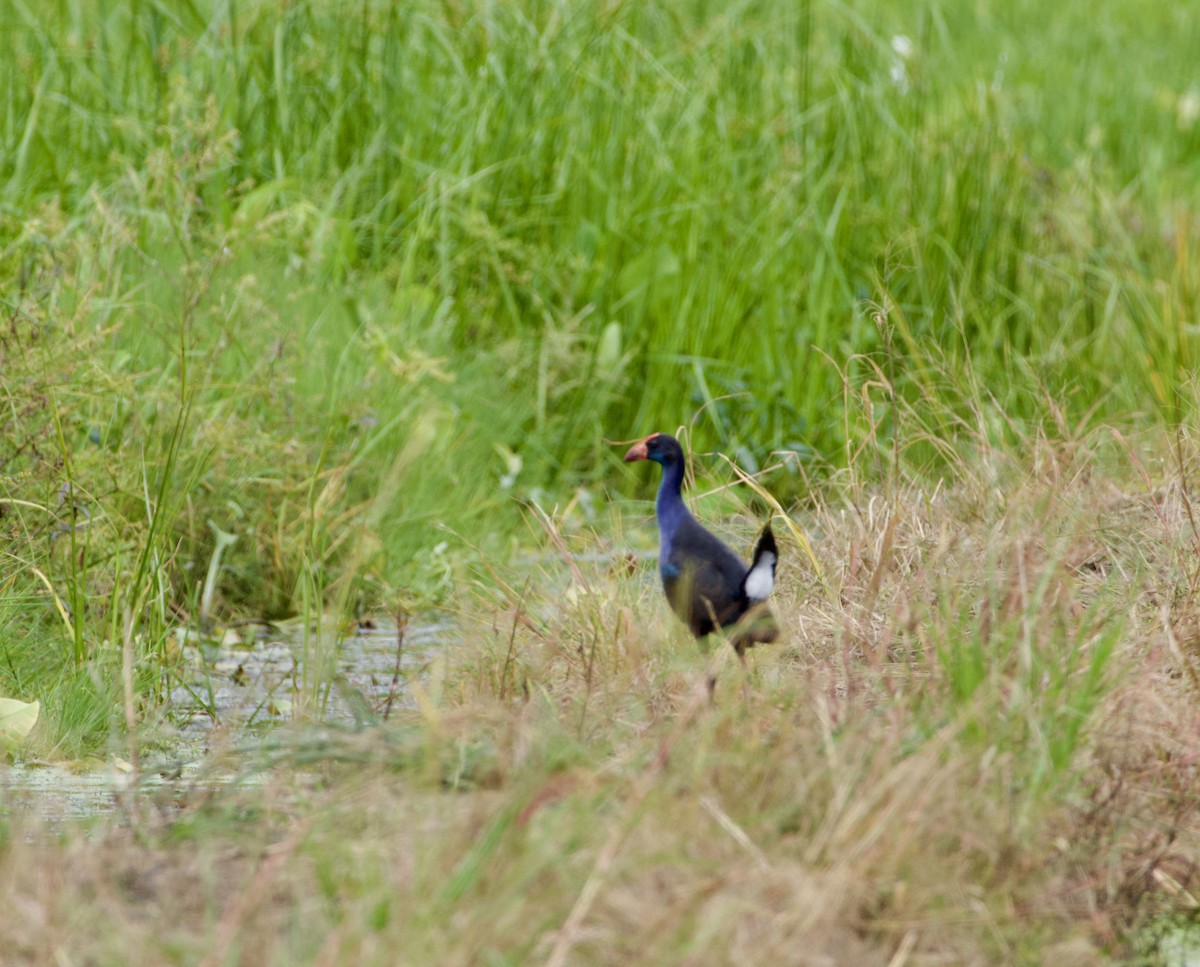 Хажилгат түнжүүр - ML631901982