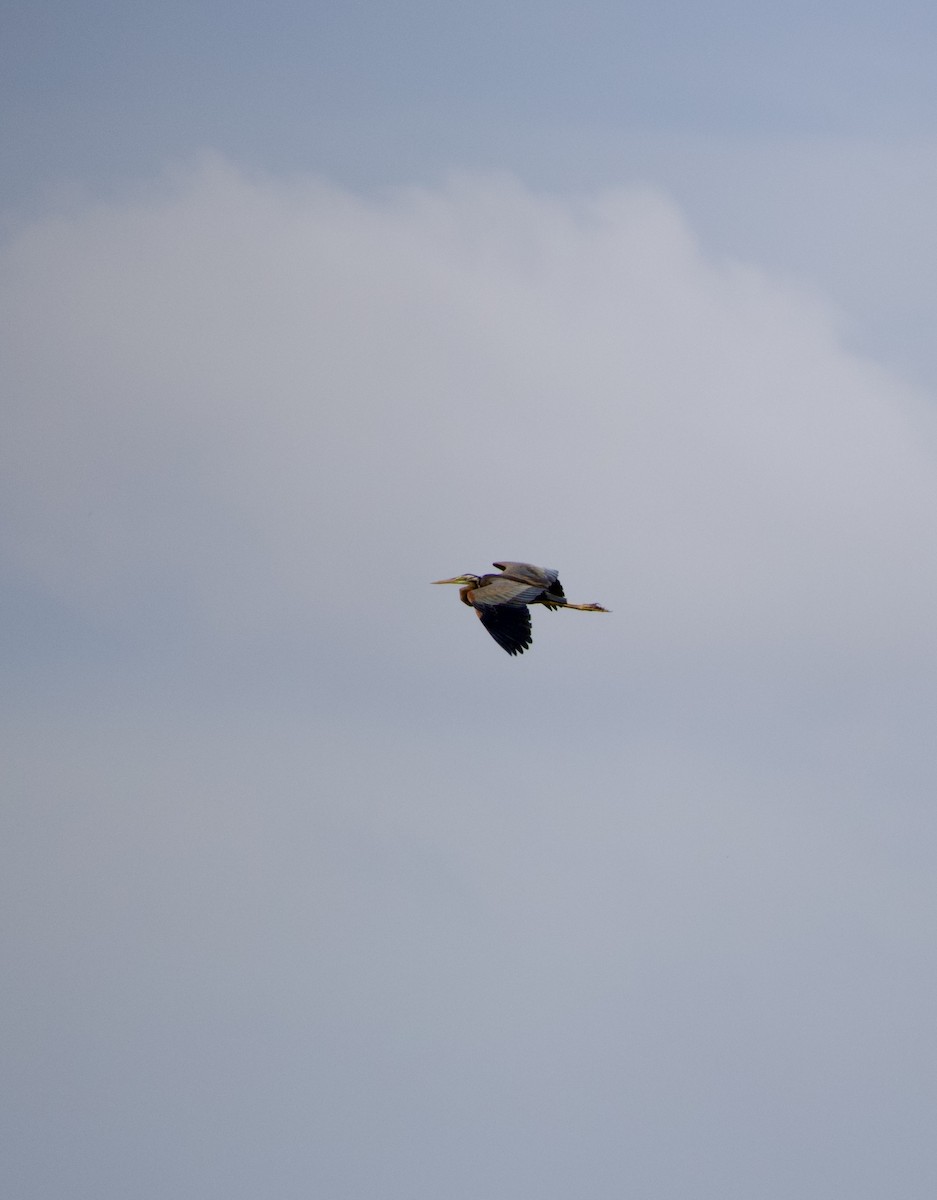 Зээрд дэглий - ML631902003