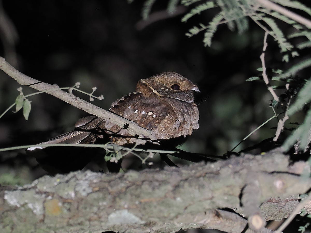 Eared Poorwill - ML631902039