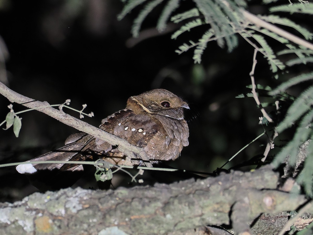 Eared Poorwill - ML631902042