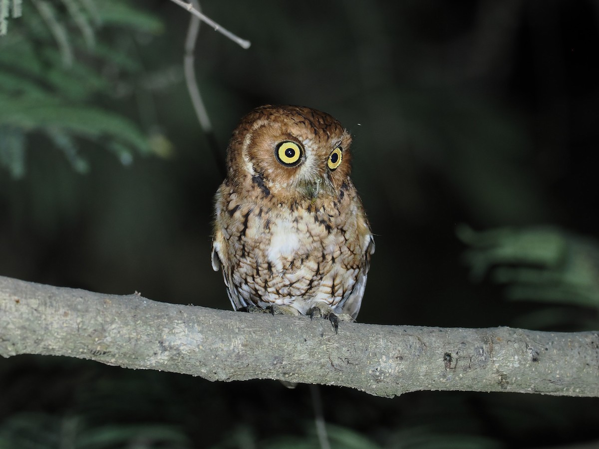 Whiskered Screech-Owl - ML631902047