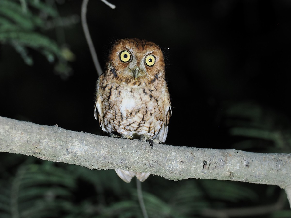 Whiskered Screech-Owl - ML631902054