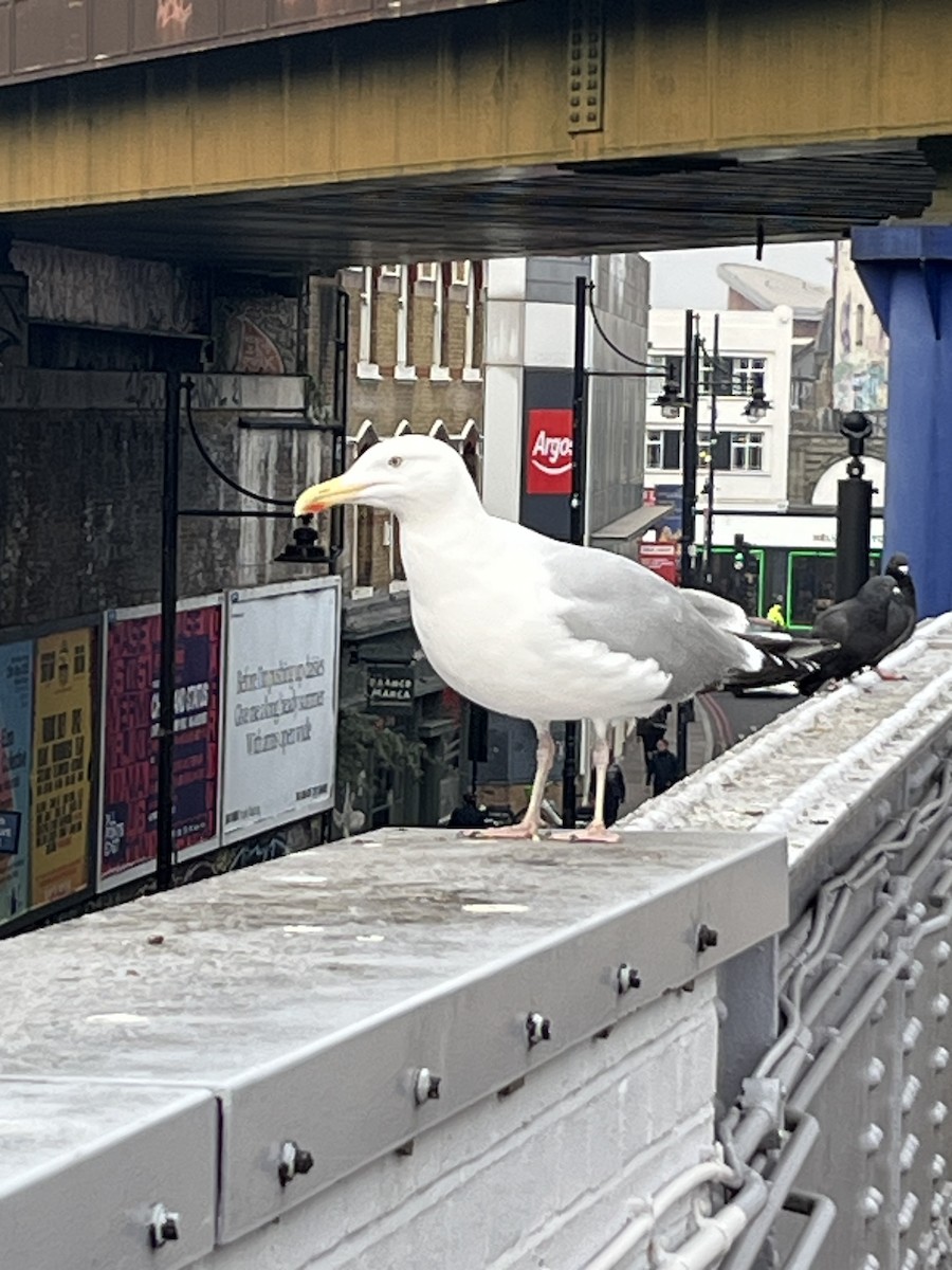 European Herring Gull - ML631902058