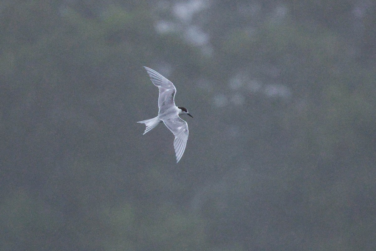 Common Tern - ML631902071