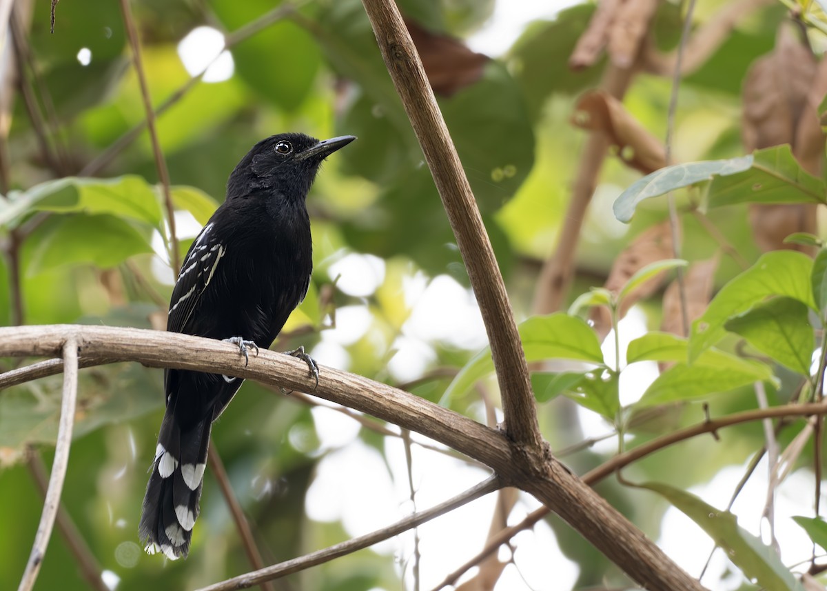 Bananal Antbird - ML631902464