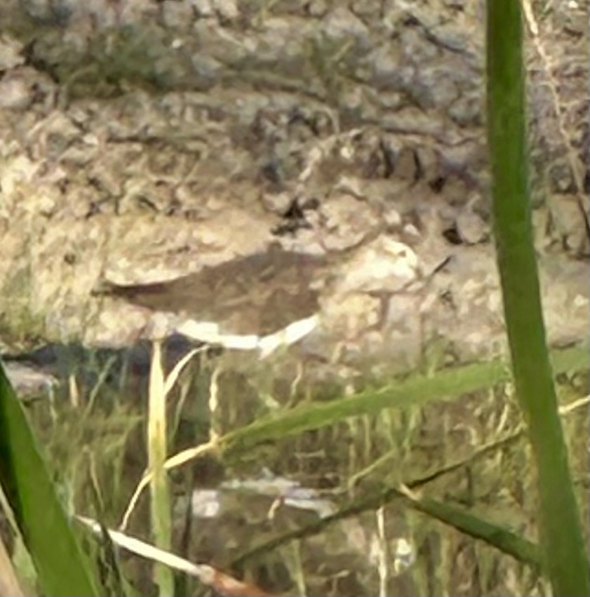 Solitary Sandpiper - ML631902491