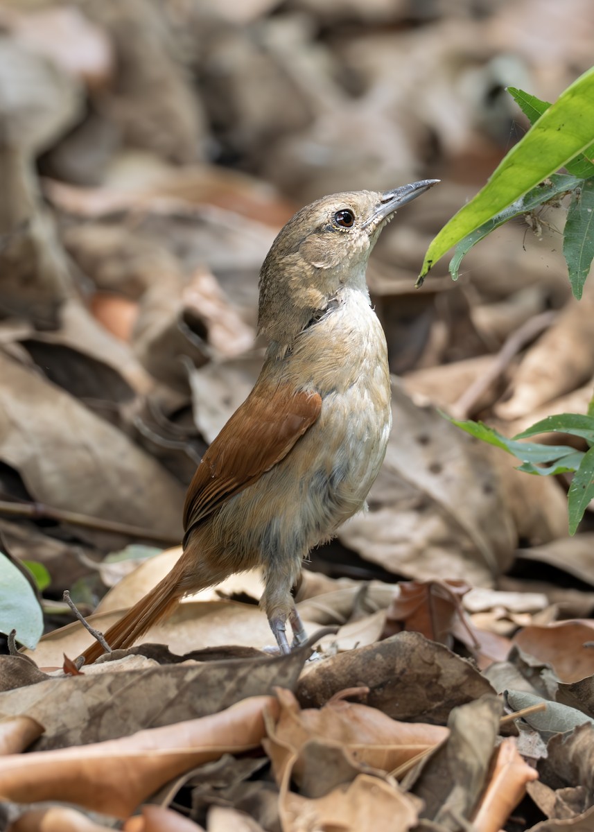 Araguaia Spinetail - ML631902500