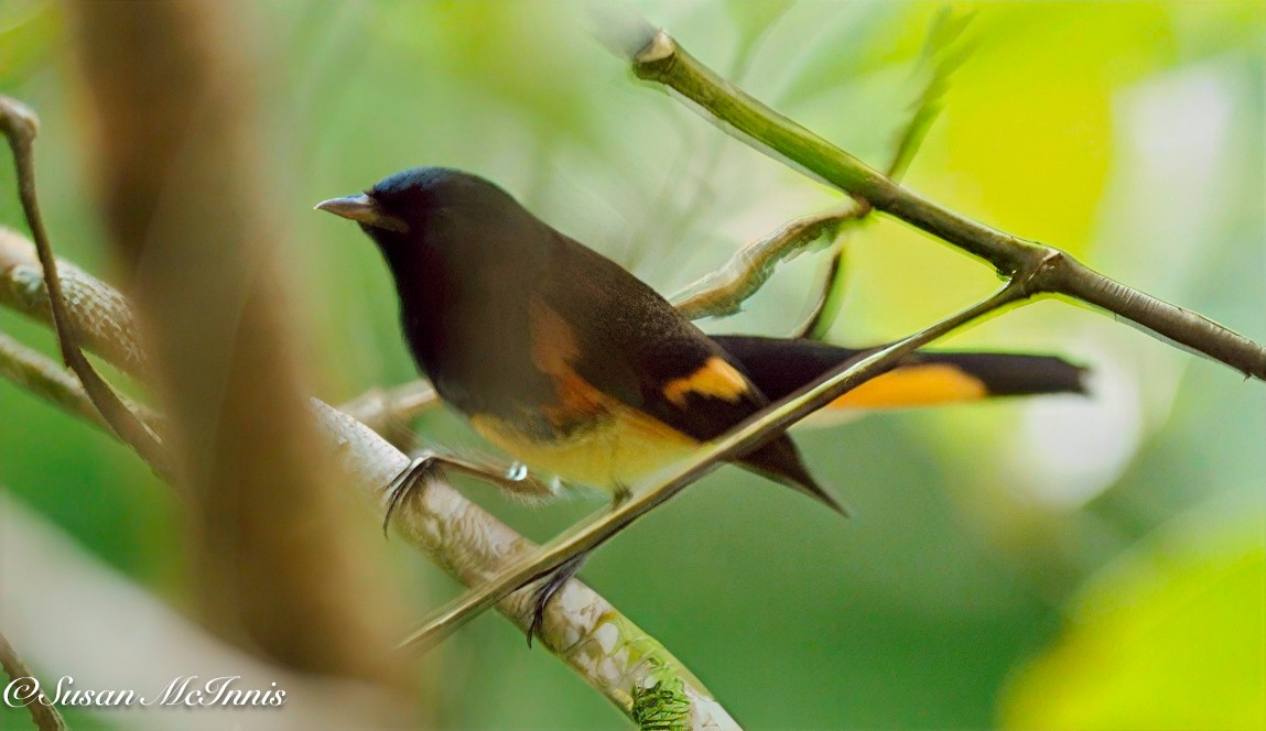 Горихвостковая древесница - ML631902682