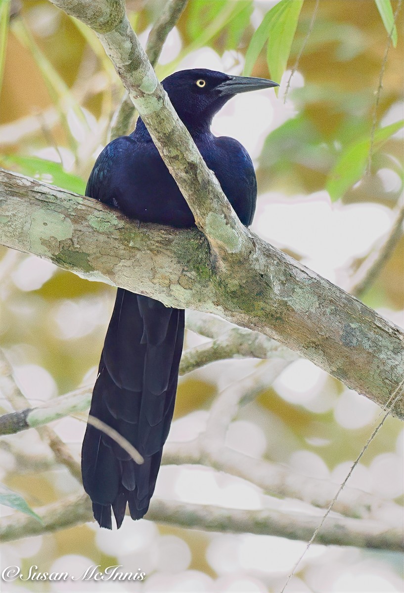 Большехвостый гракл - ML631902703