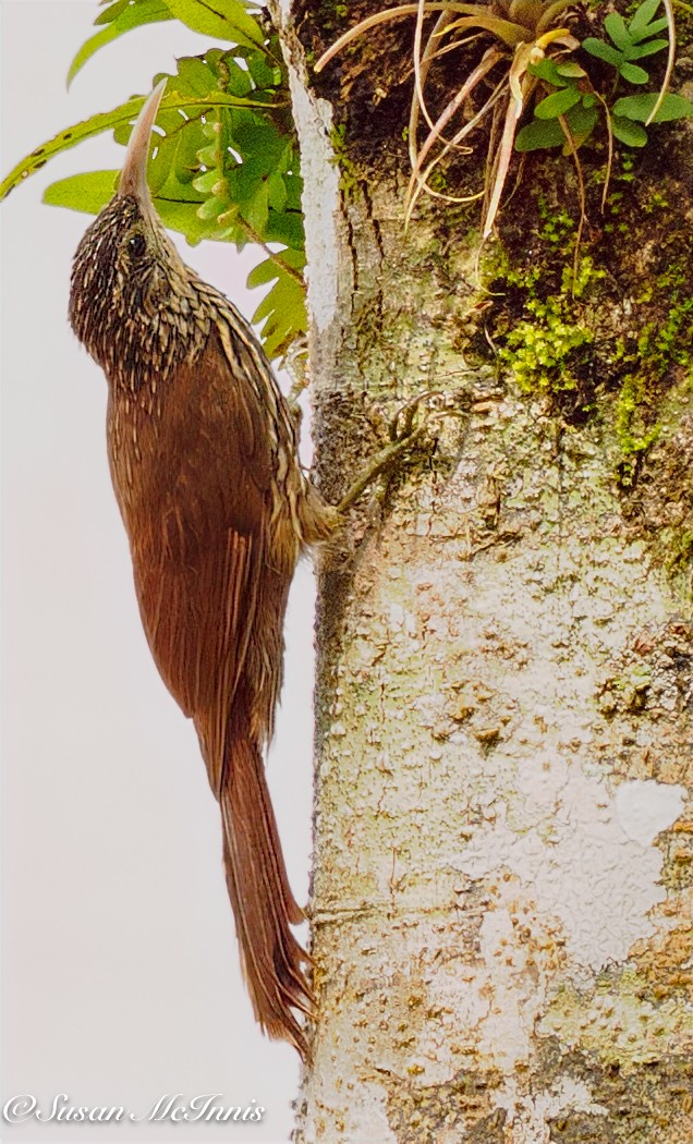 Streak-headed Woodcreeper - ML631902723