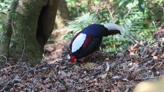 Swinhoe's Pheasant - ML631902730