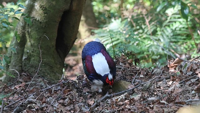 Swinhoe's Pheasant - ML631902731