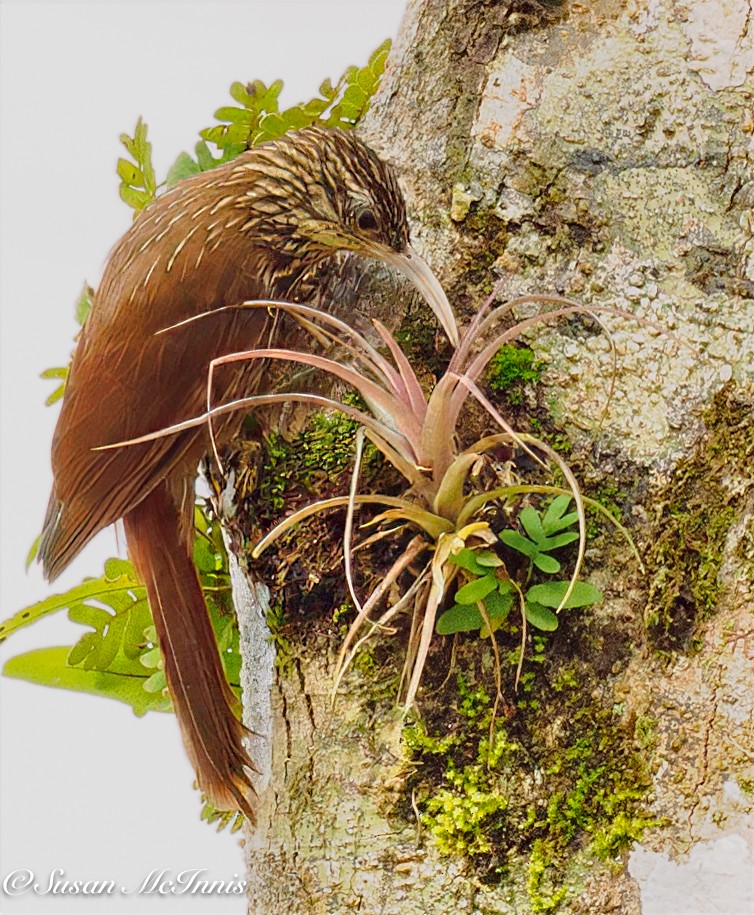 Streak-headed Woodcreeper - ML631902749