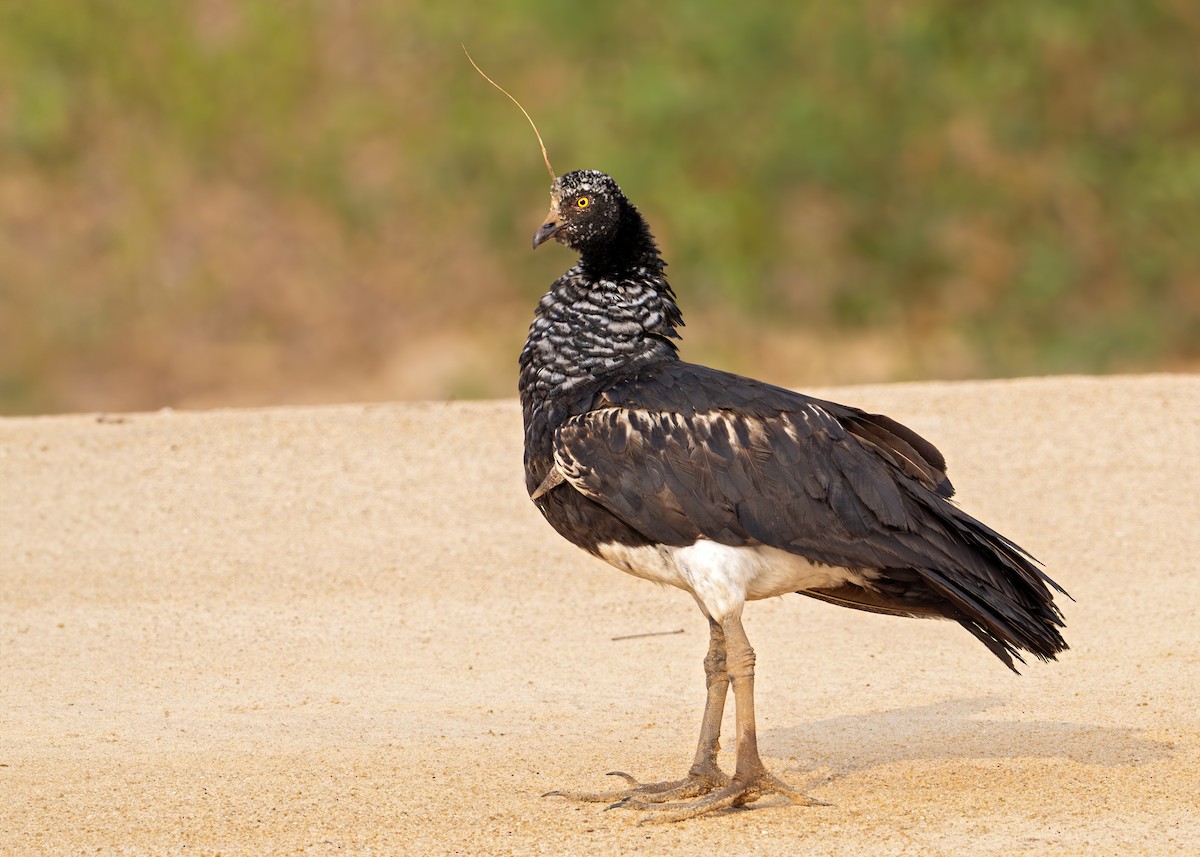 Horned Screamer - ML631902793