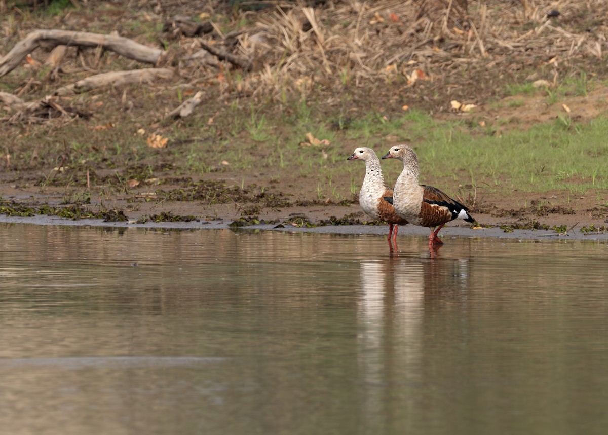 Orinoco Goose - ML631902798
