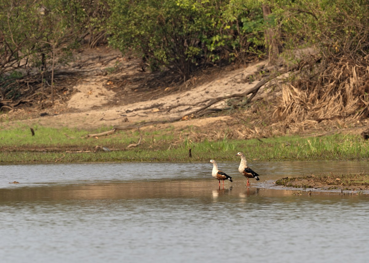 Orinoco Goose - ML631902799