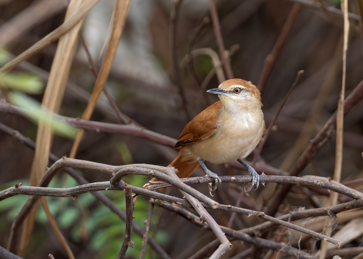 Tocantins Spinetail (undescribed form) - ML631902807