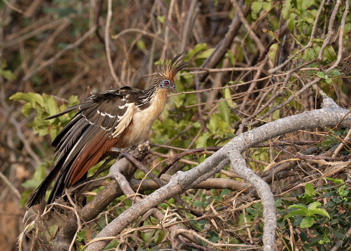 Hoatzin - ML631902819