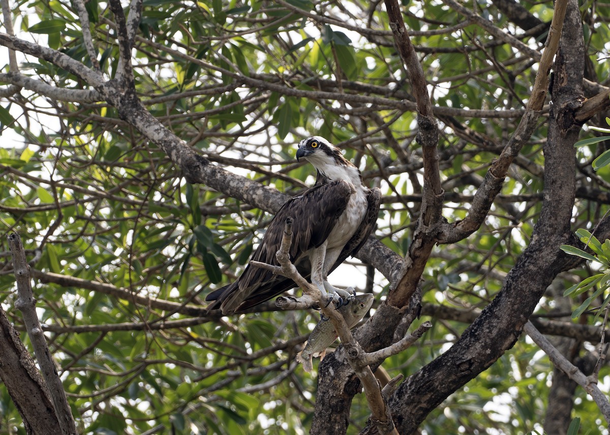 Osprey - ML631902829