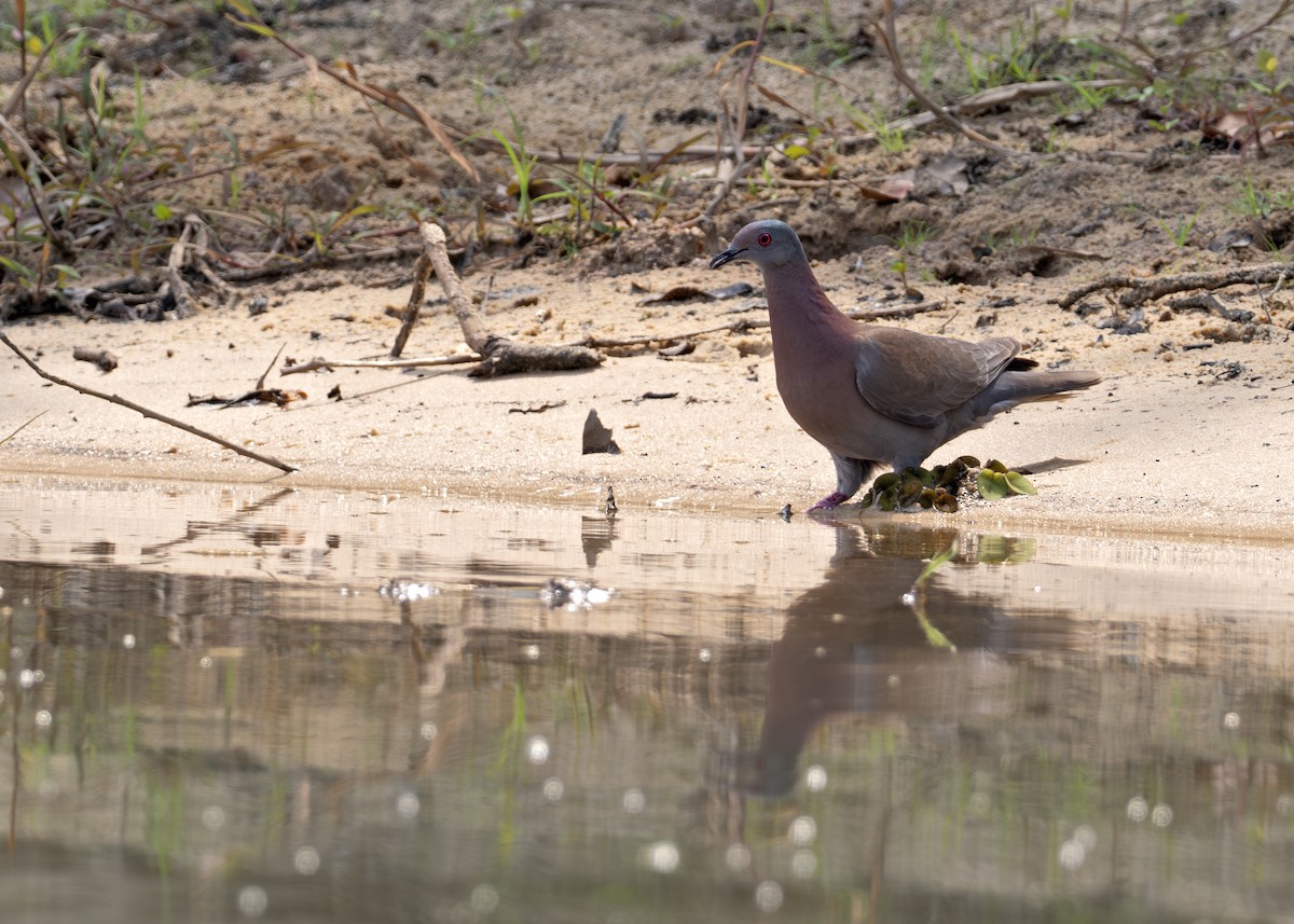 Pale-vented Pigeon - ML631902833