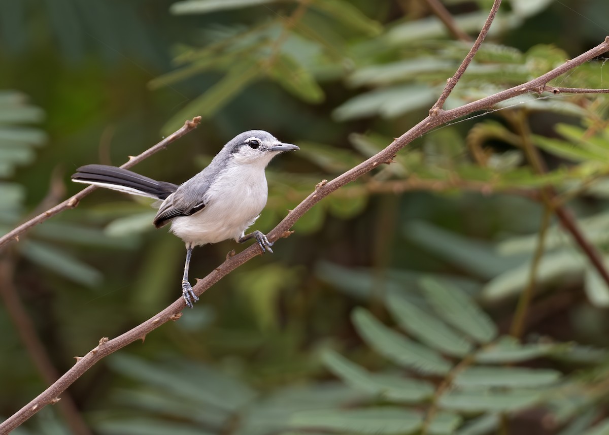 Masked Gnatcatcher - ML631902840
