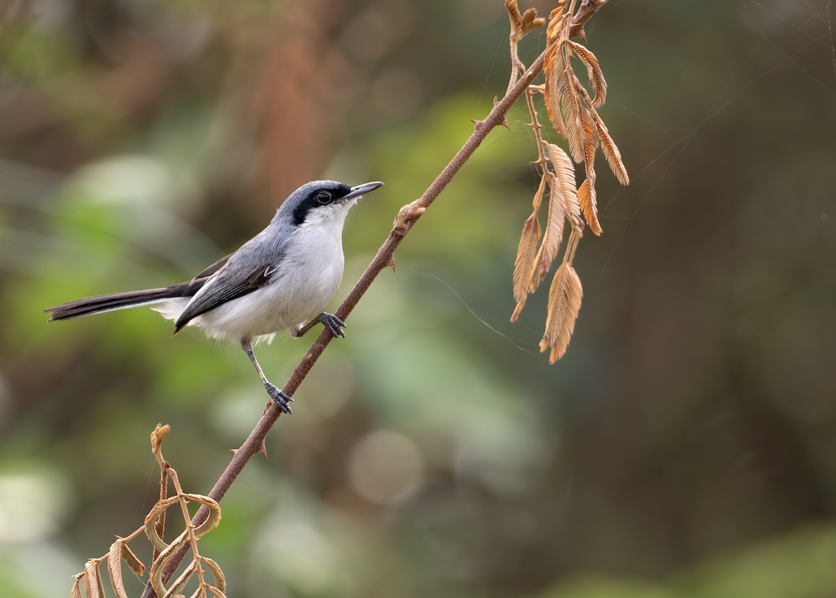 Masked Gnatcatcher - ML631902841