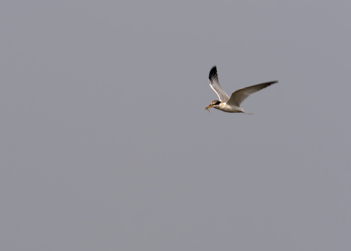 Yellow-billed Tern - ML631902846