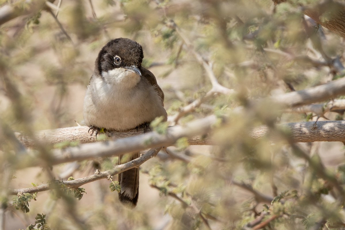 Arabian Warbler - ML631902848