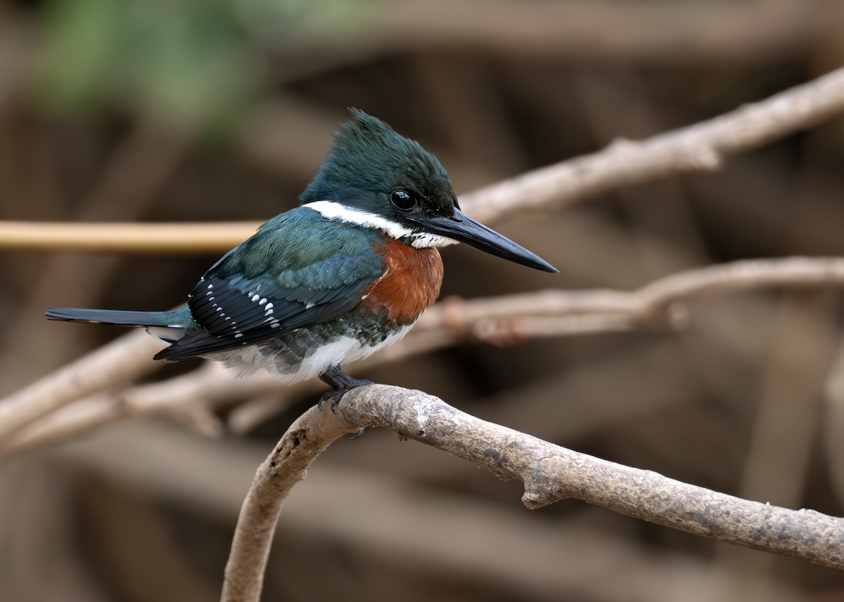 Green Kingfisher - ML631902886