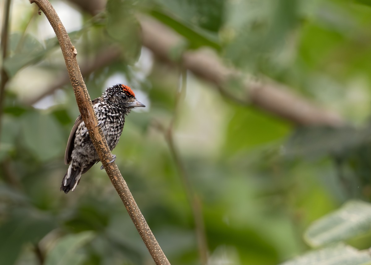 White-wedged Piculet - ML631902890