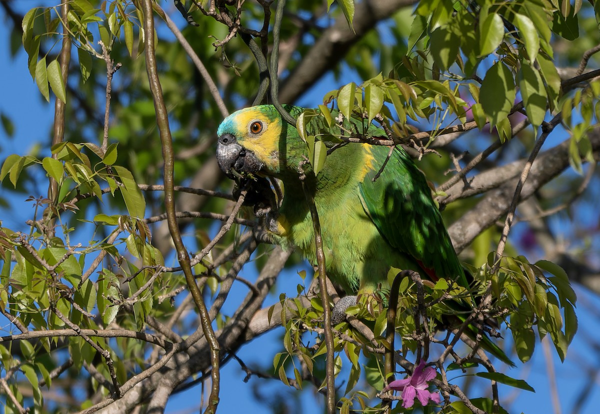 blåpanneamazon - ML631903080