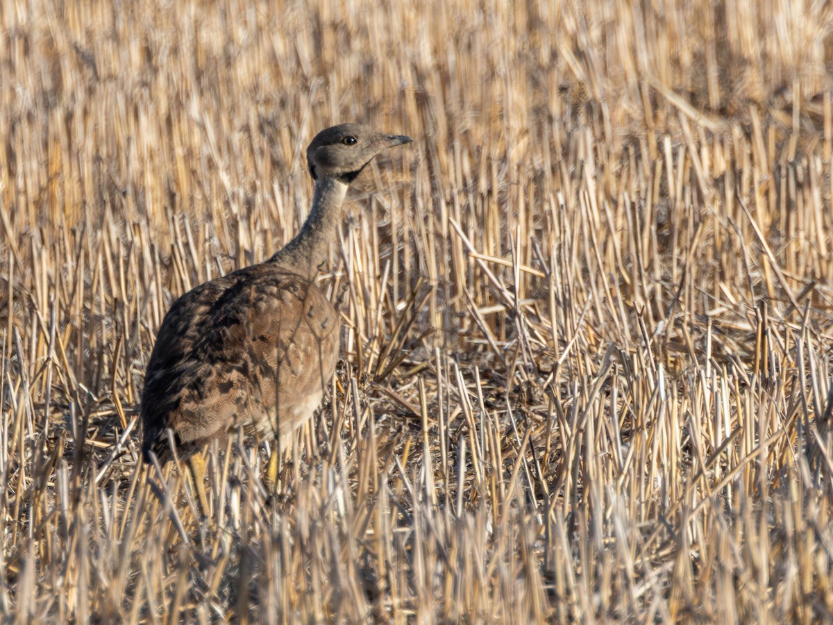 Karoo Bustard - ML631903371