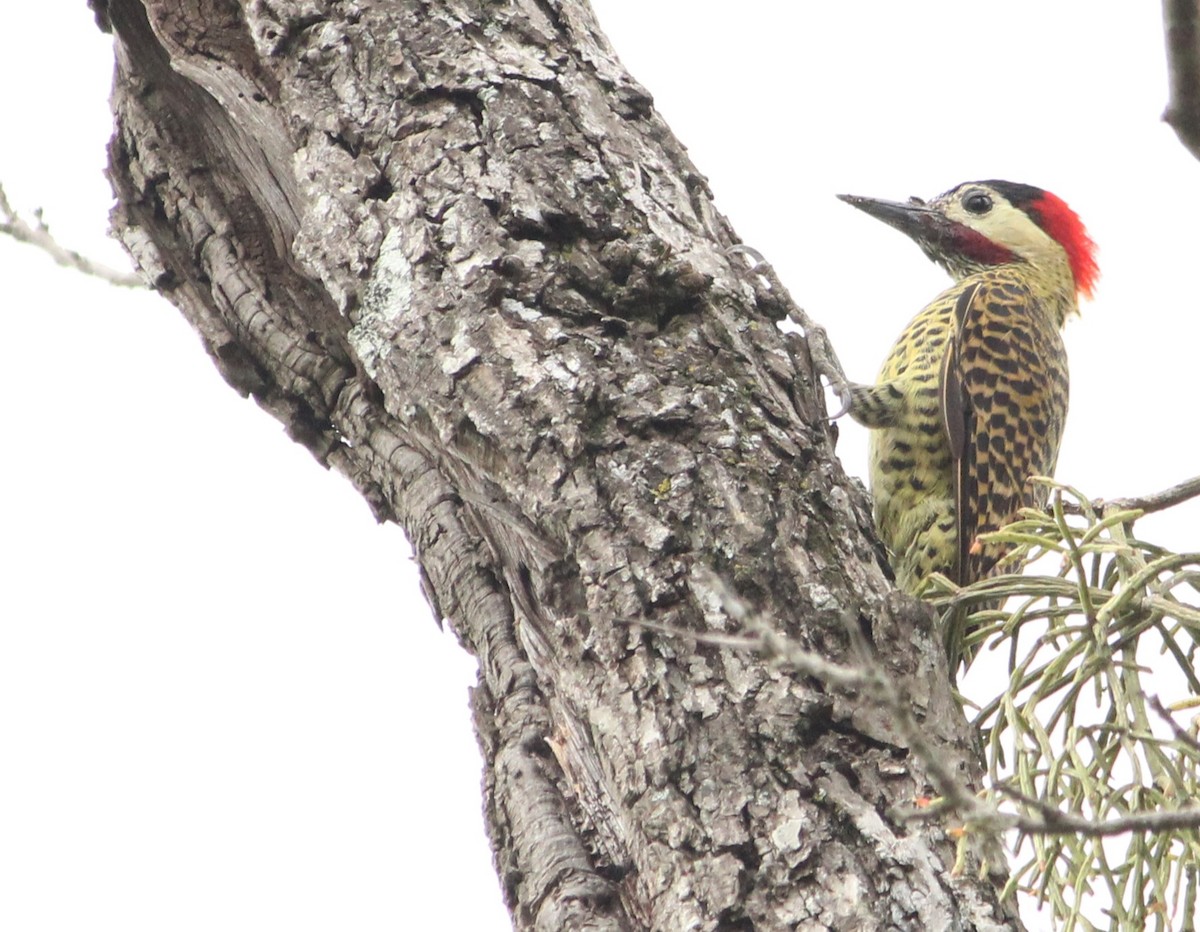 Green-barred Woodpecker - ML631903607