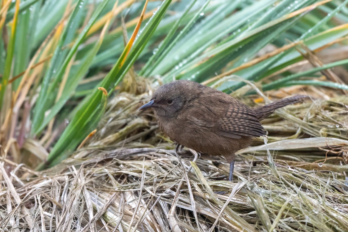 Cobb's Wren - ML631903657