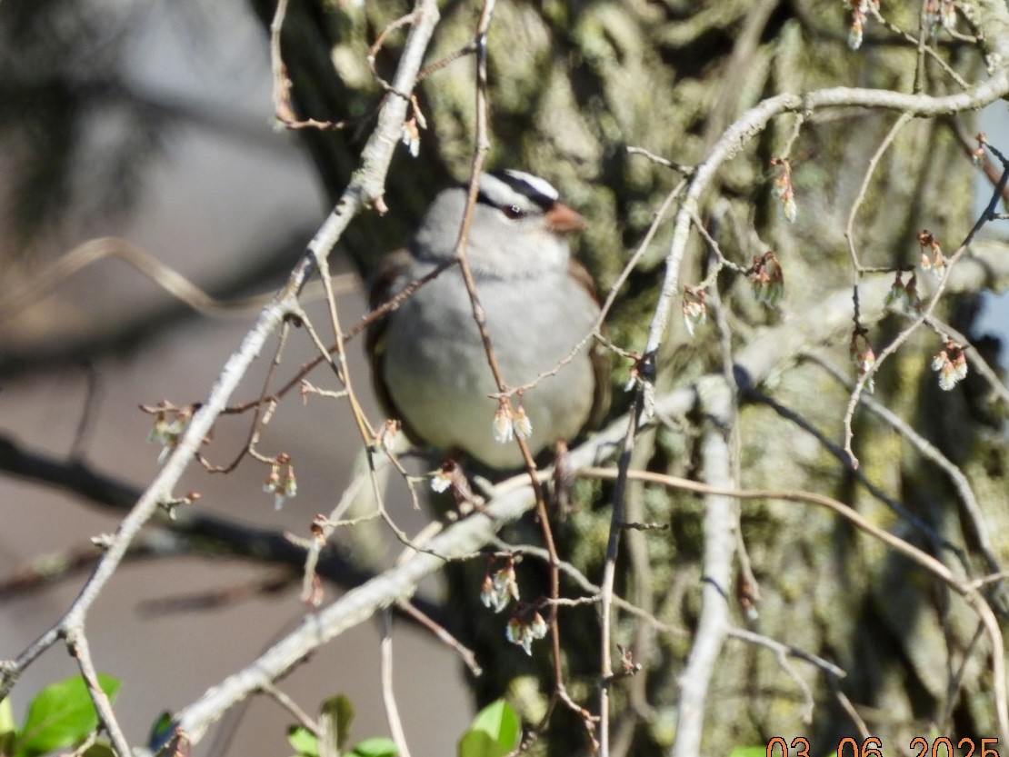 Bruant à couronne blanche - ML631903666