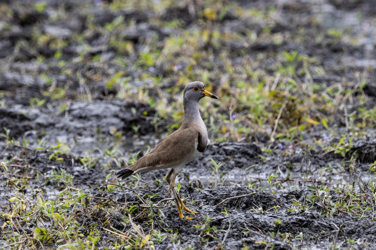 Gray-headed Lapwing - ML631903688