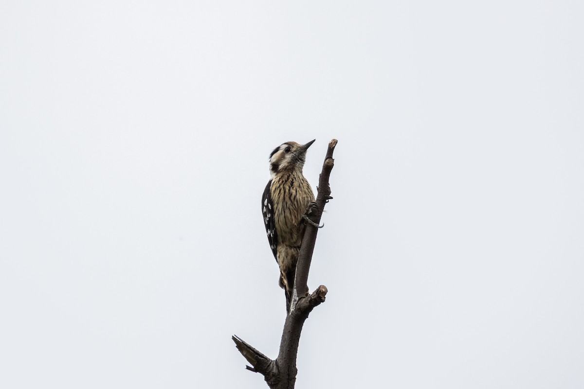 Gray-capped Pygmy Woodpecker - ML631903740