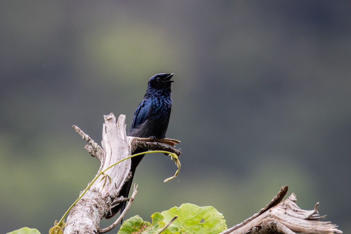Bronzed Drongo - ML631903747