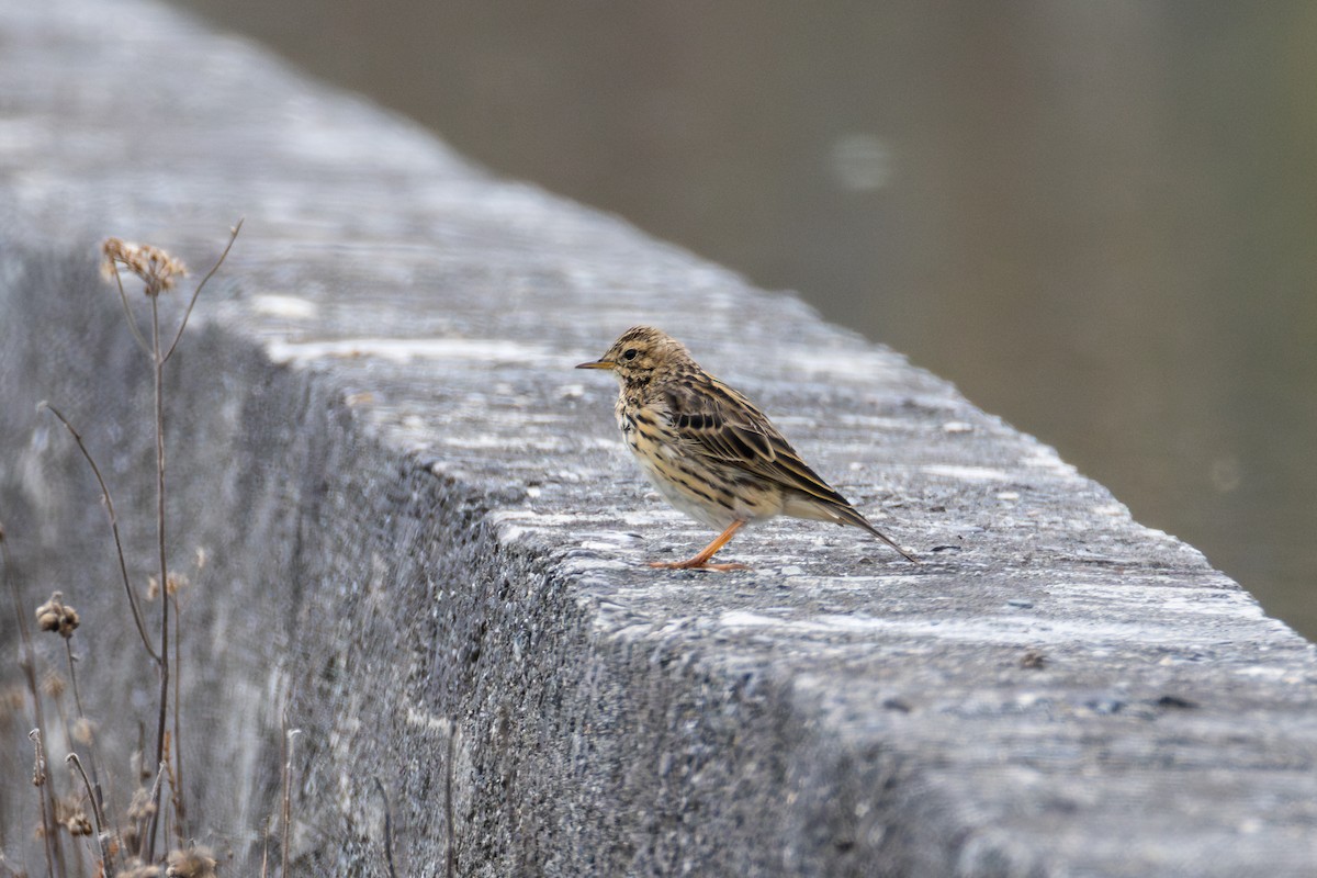 Red-throated Pipit - ML631903753